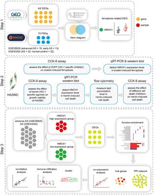 Identification of HMOX1 as a Critical Ferroptosis-Related Gene in Atherosclerosis